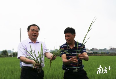 省早稻技術專家組在惠州首次亮相,&ldquo;線上農技&rdquo;服務上萬種植戶